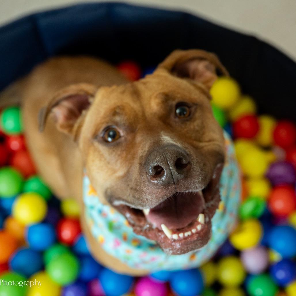 Enlarge Stella, a Adoptable Pit Bull Terrier in Shawnee, KS image 4/6