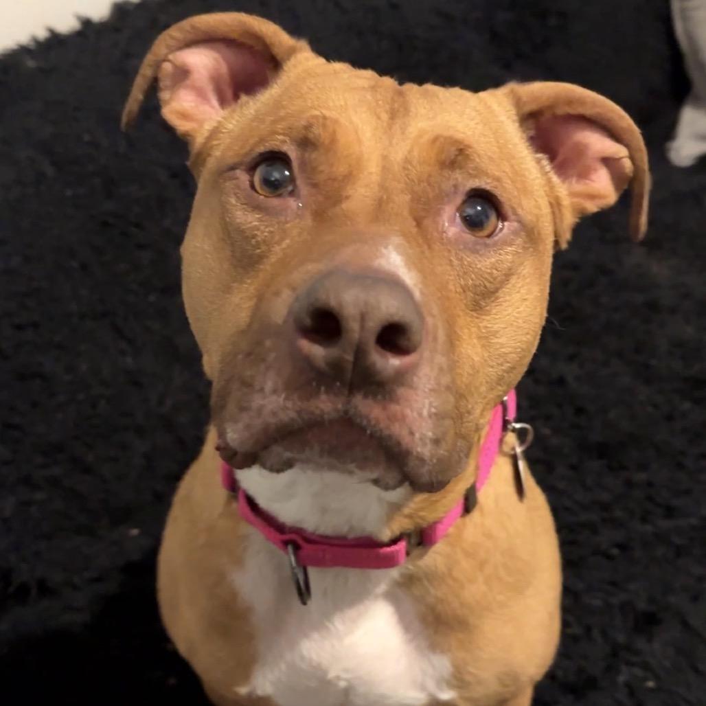 Stella, a Adoptable Pit Bull Terrier in Shawnee, KS image 5/6