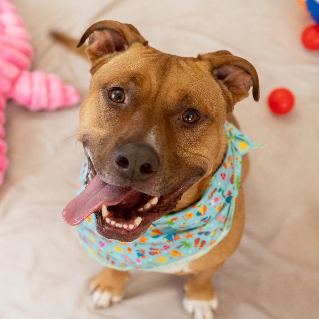 Enlarge Stella, a Adoptable Pit Bull Terrier in Shawnee, KS image 5/6