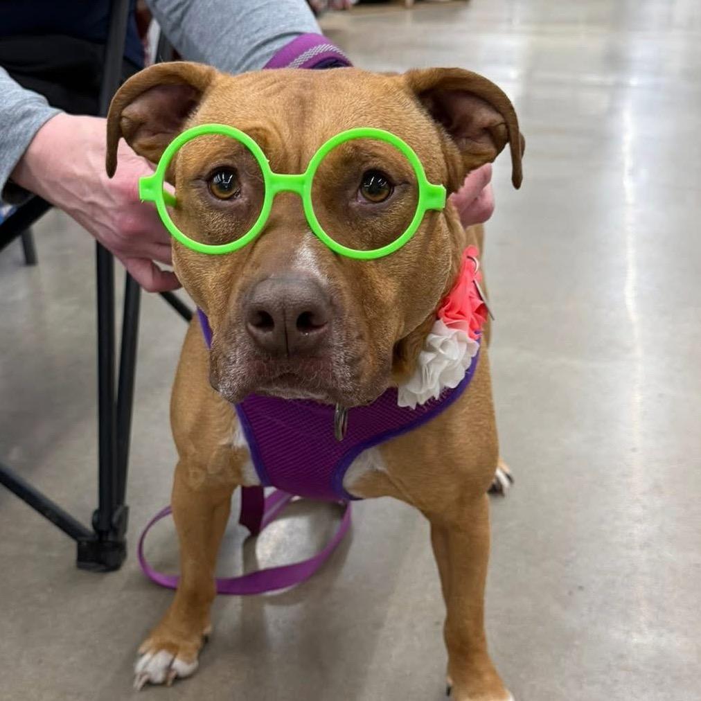 Enlarge Stella, a Adoptable Pit Bull Terrier in Shawnee, KS image 6/6