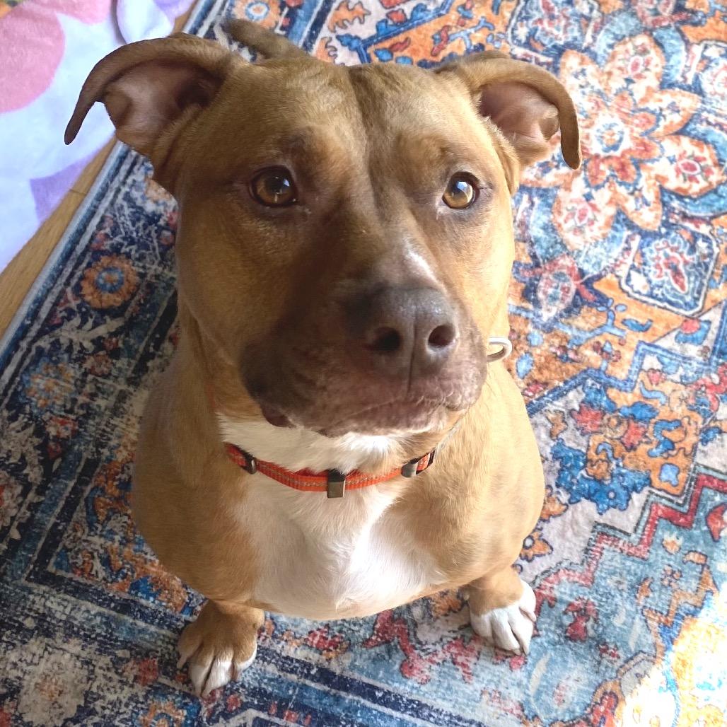 Stella, a Adoptable Pit Bull Terrier in Shawnee, KS image 6/6