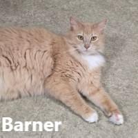 Barner, adopted, Adult Male Domestic Long Hair.