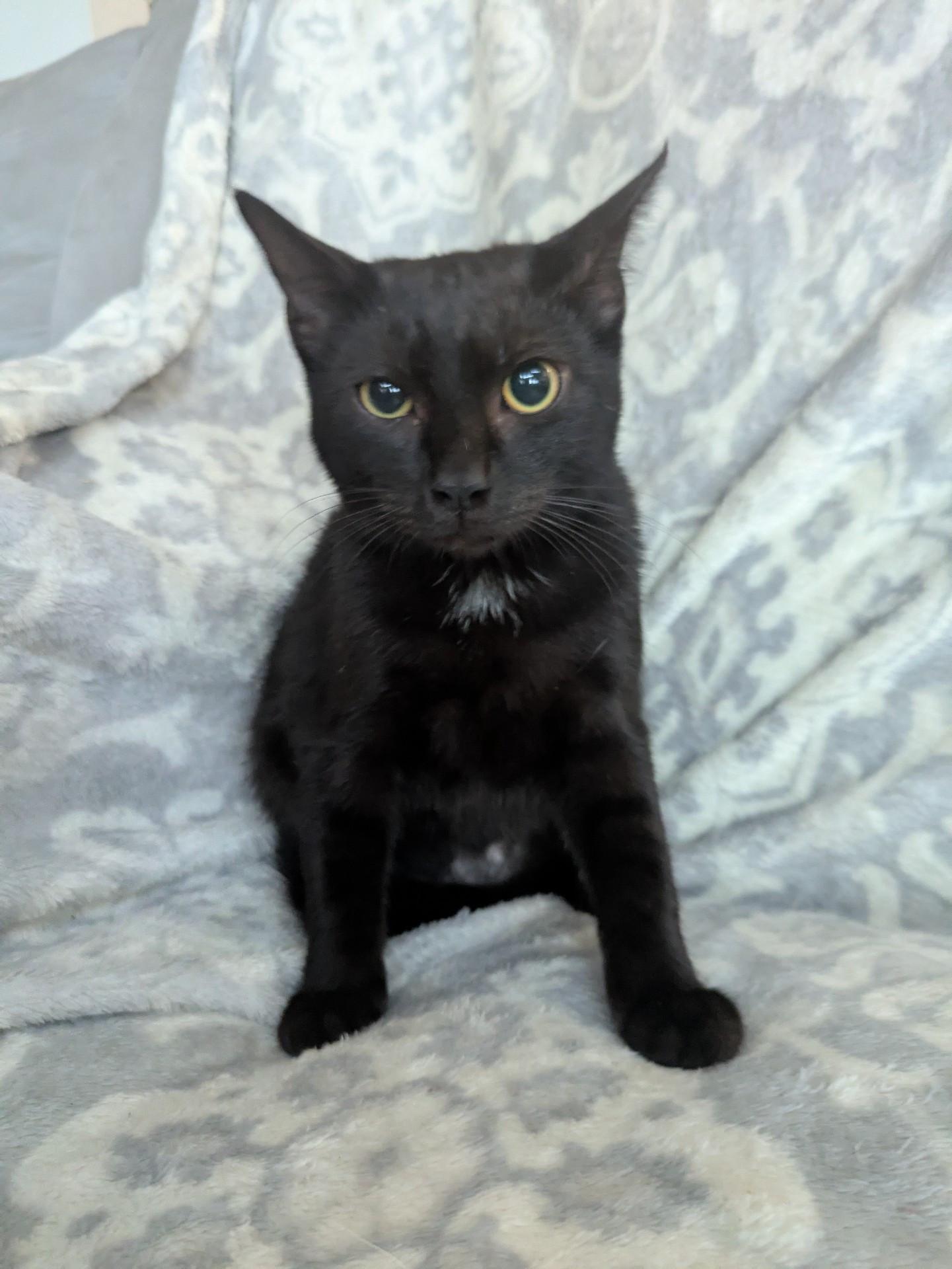 Enlarge Raven, a Adoptable Domestic Short Hair in Great Mills, MD image 1/1