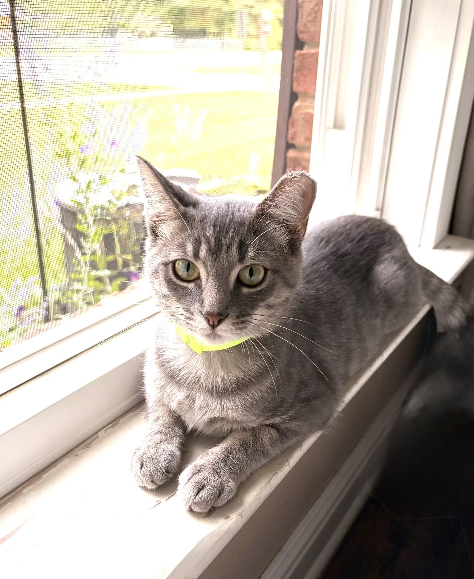 Aria, Adoptable, Young Female Domestic Short Hair.