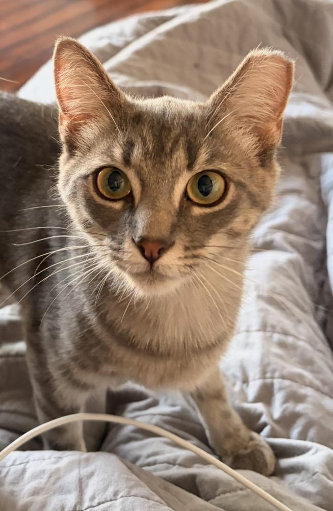 Aria, a Adoptable Domestic Short Hair in Troy, MI image 2/6