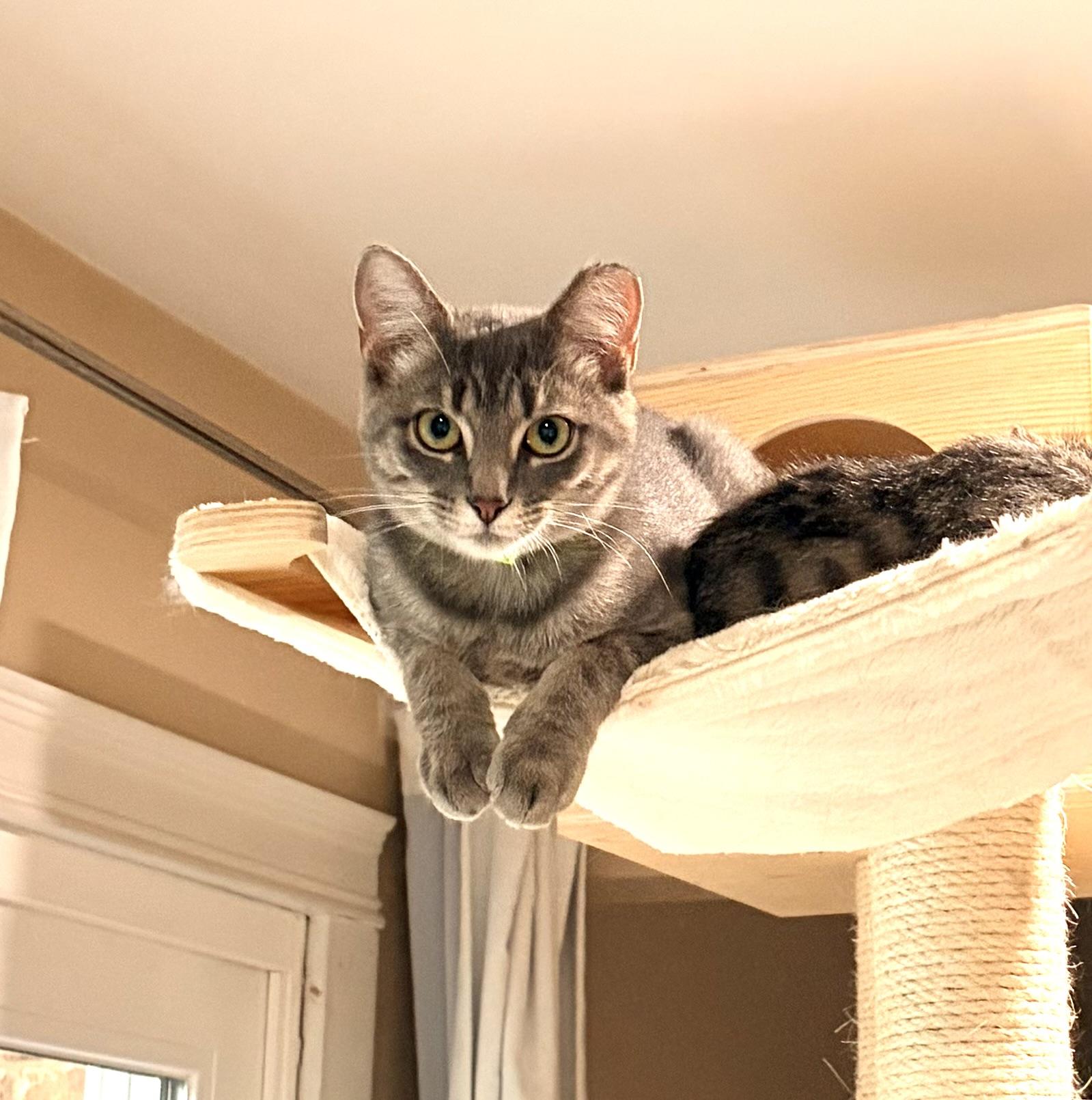 Aria, a Adoptable Domestic Short Hair in Troy, MI image 4/6