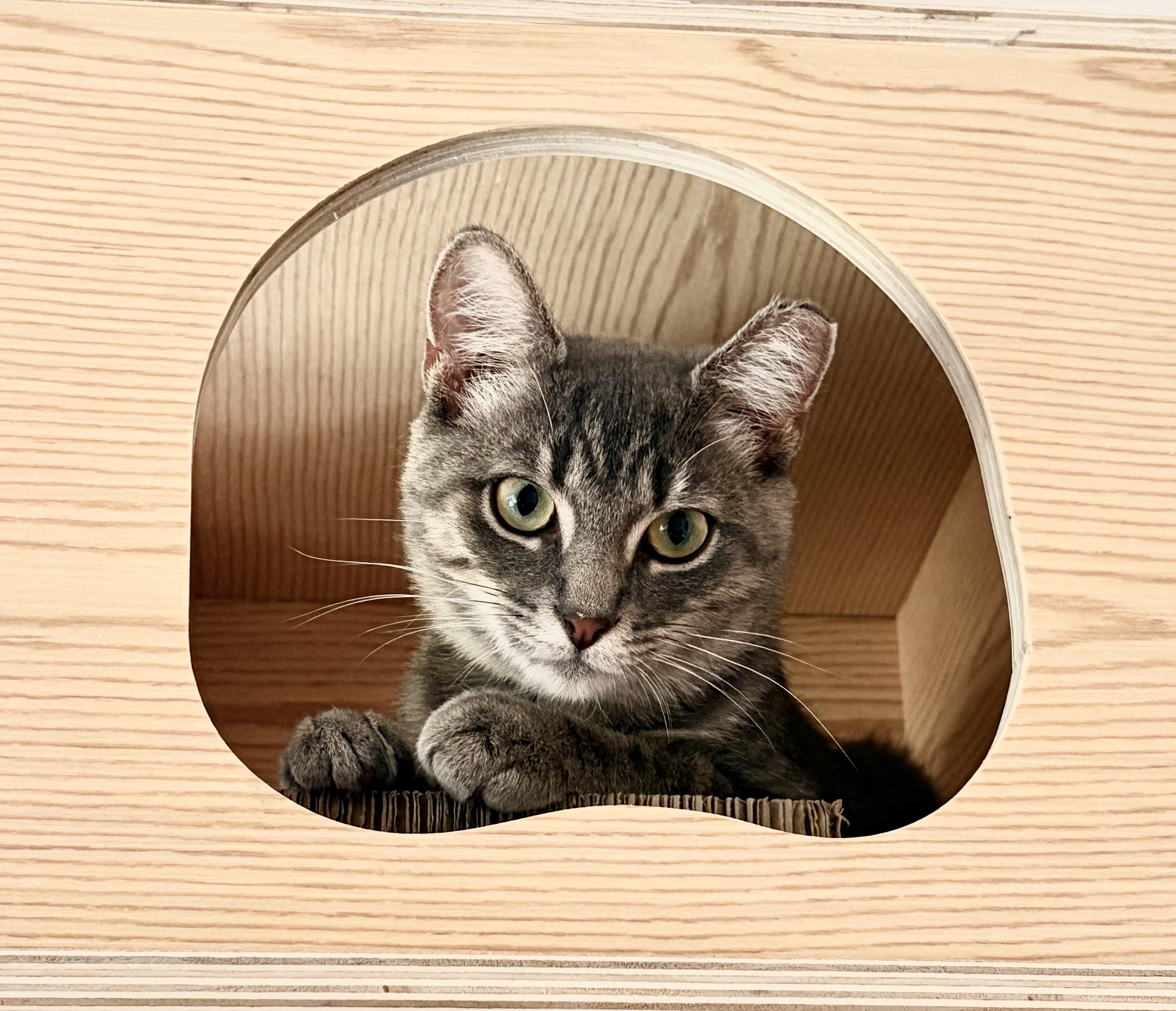 Aria, a Adoptable Domestic Short Hair in Troy, MI image 5/6