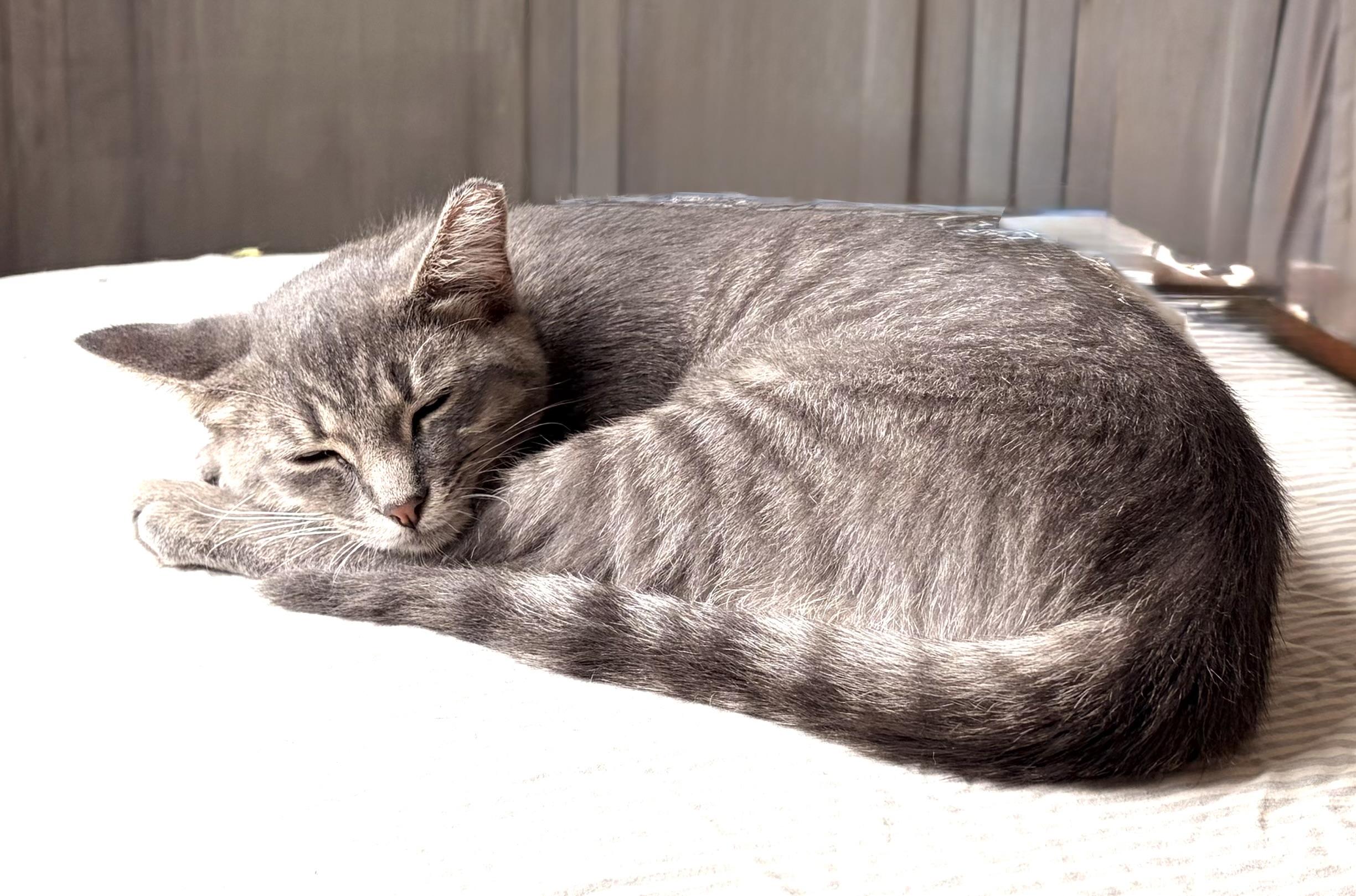 Aria, a Adoptable Domestic Short Hair in Troy, MI image 6/6