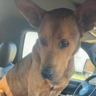 Scooby, a Adoptable mixed breed in Marshall, TX image 1/6