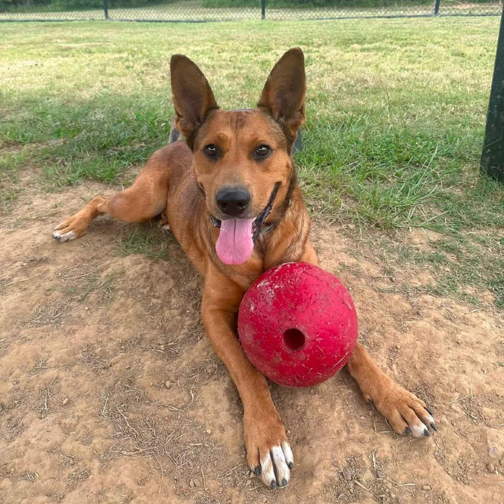 Enlarge Scooby, a Adoptable mixed breed in Marshall, TX image 2/6