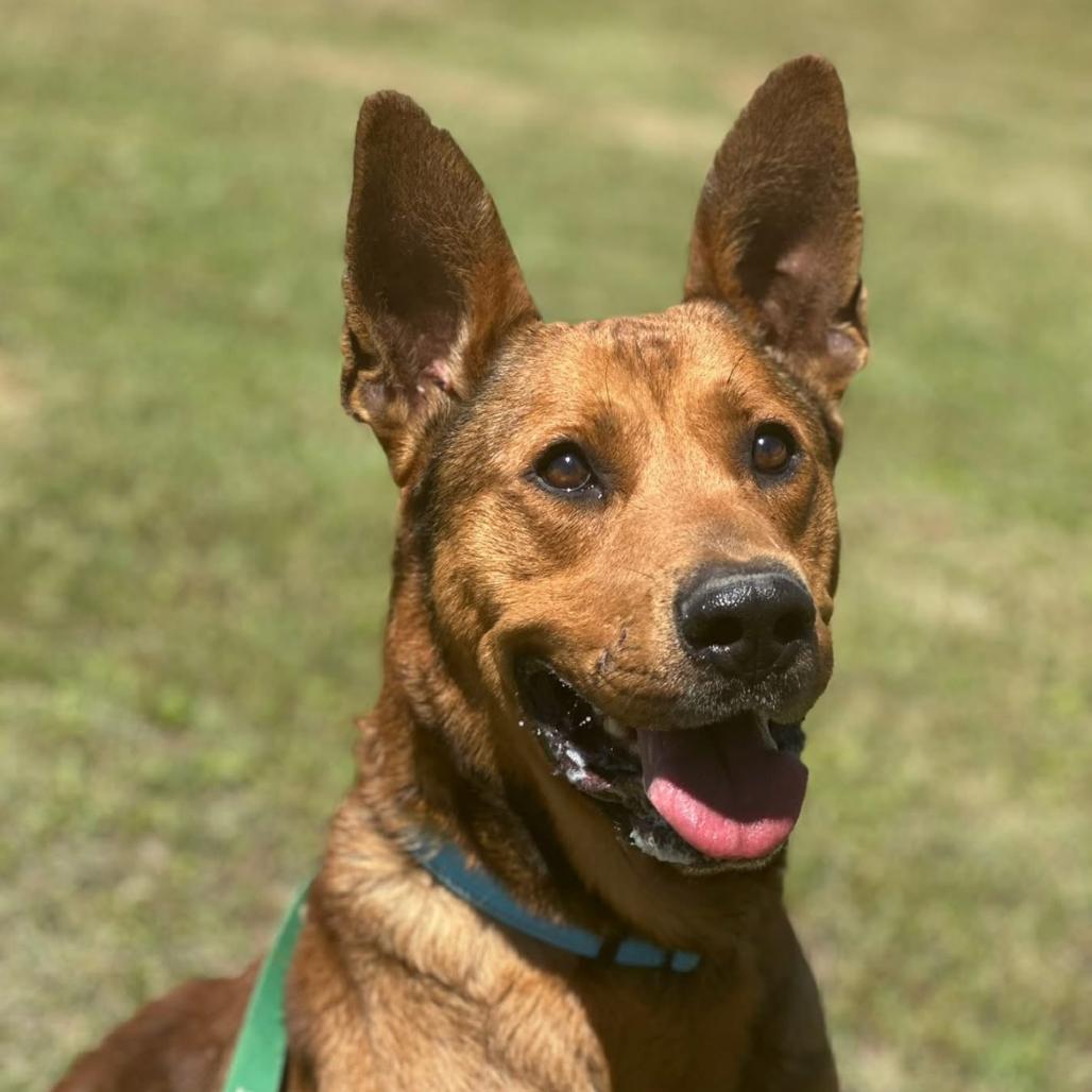 Scooby, a Adoptable mixed breed in Marshall, TX image 2/6