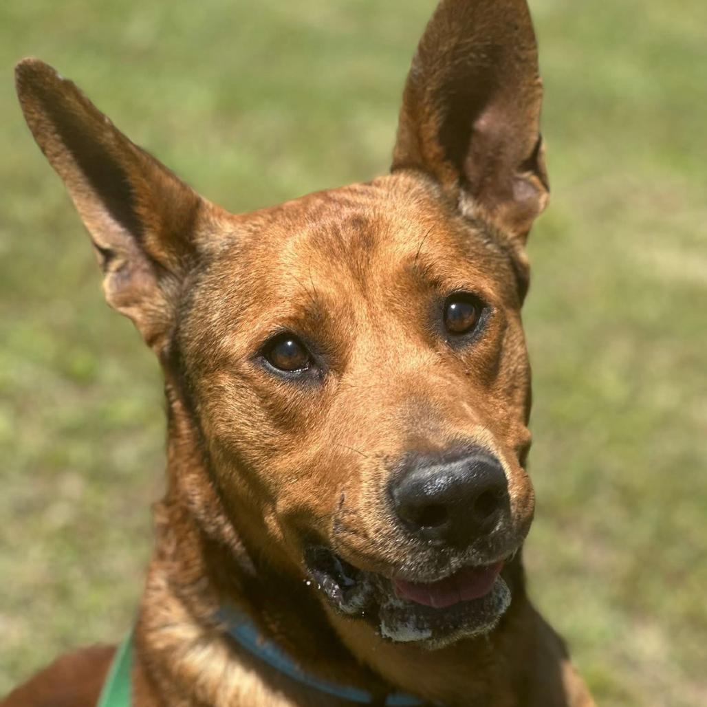 Scooby, a Adoptable mixed breed in Marshall, TX image 3/6