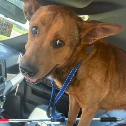 Scooby, a Adoptable mixed breed in Marshall, TX image 4/6