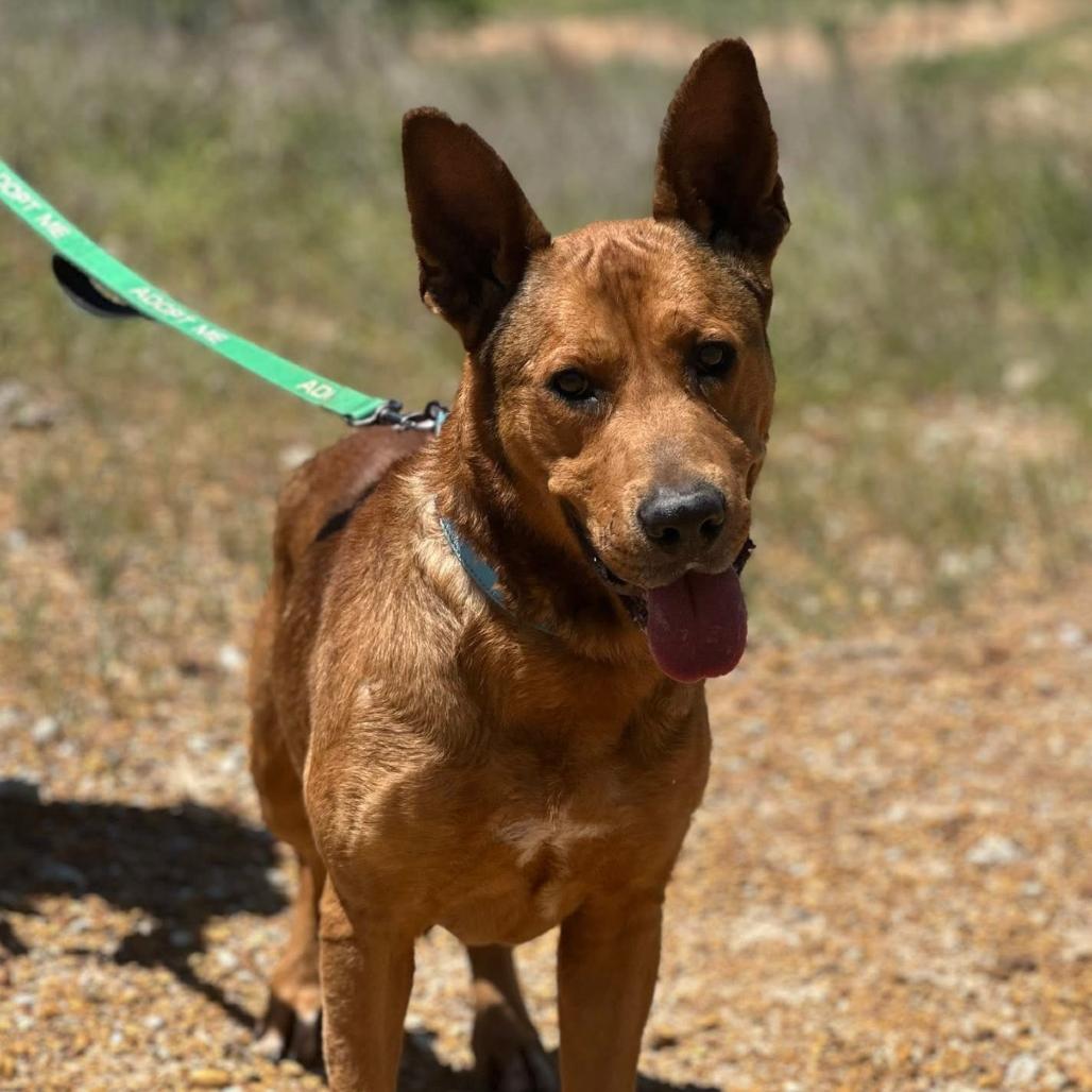 Scooby, a Adoptable mixed breed in Marshall, TX image 5/6