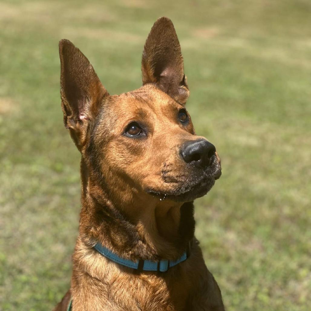 Scooby, a Adoptable mixed breed in Marshall, TX image 6/6