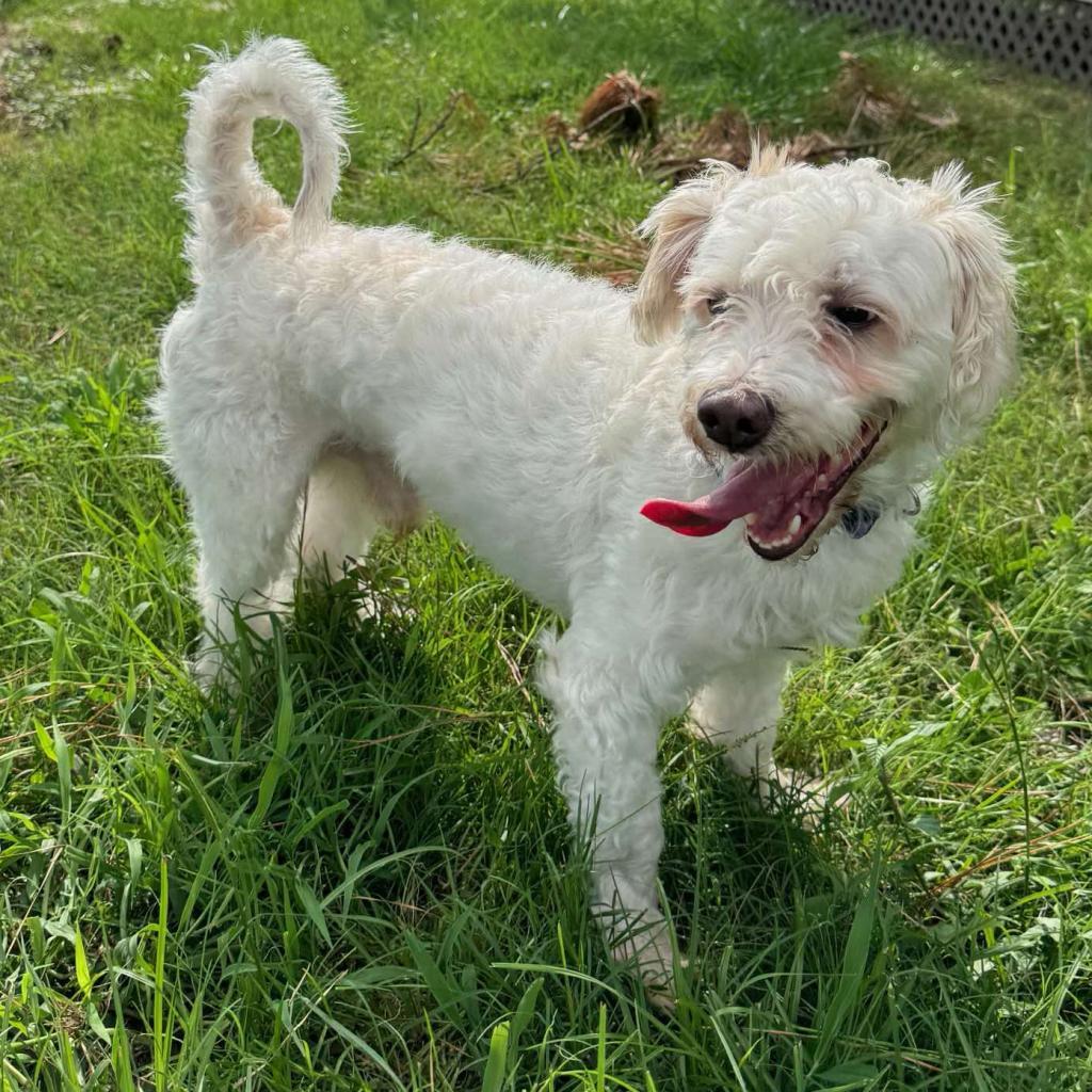 Enlarge Renan, a Adoptable Maltese in Houston, TX image 3/6