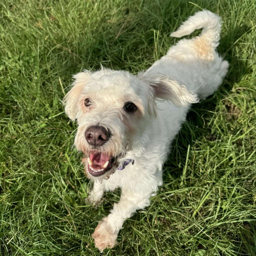 Enlarge Renan, a Adoptable Maltese in Houston, TX image 5/6