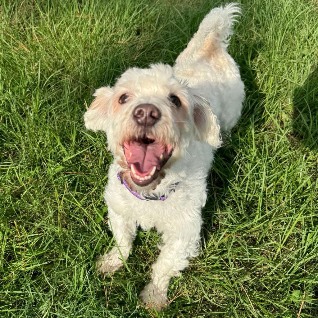 Renan, a Adoptable Maltese in Houston, TX image 4/5