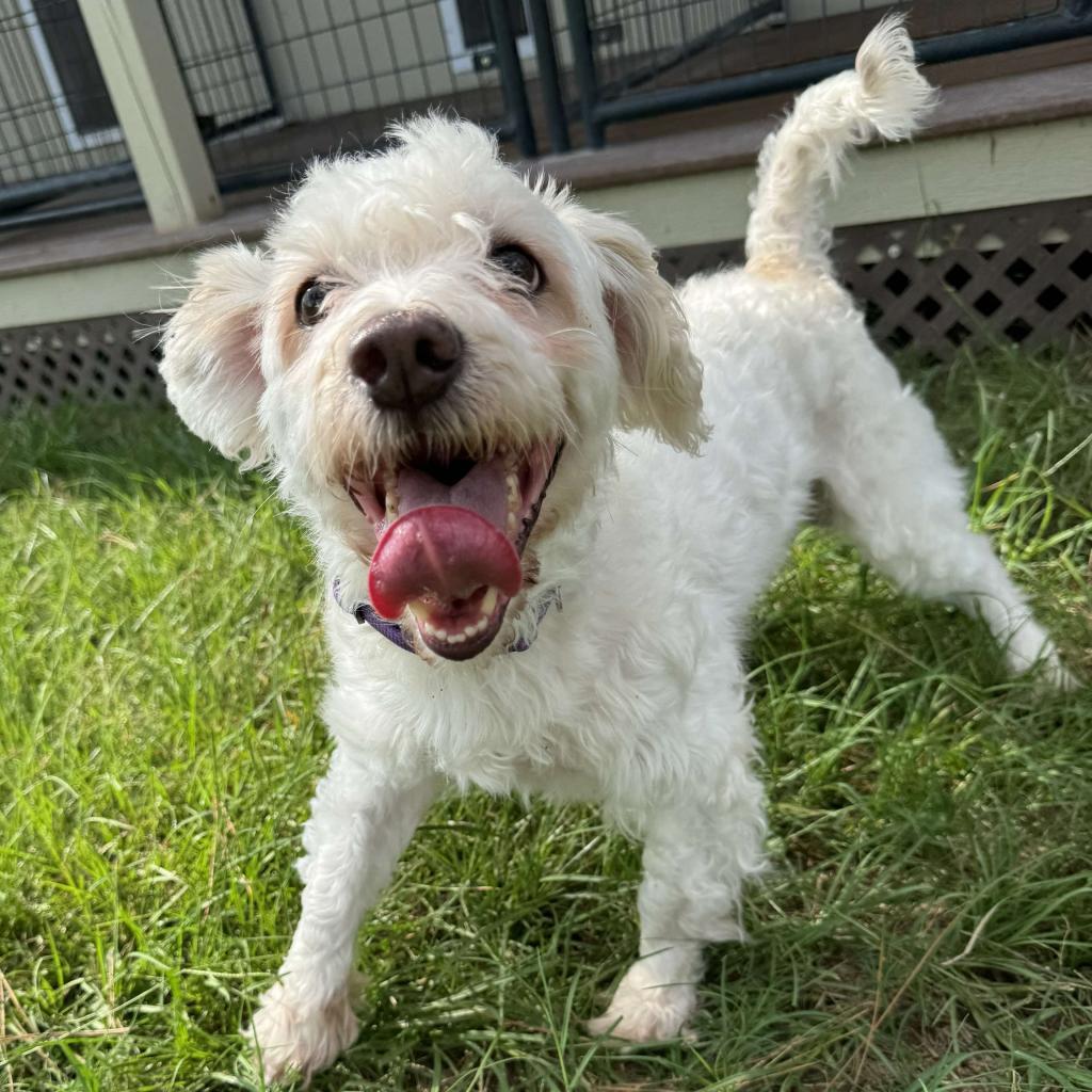 Enlarge Renan, a Adoptable Maltese in Houston, TX image 6/6