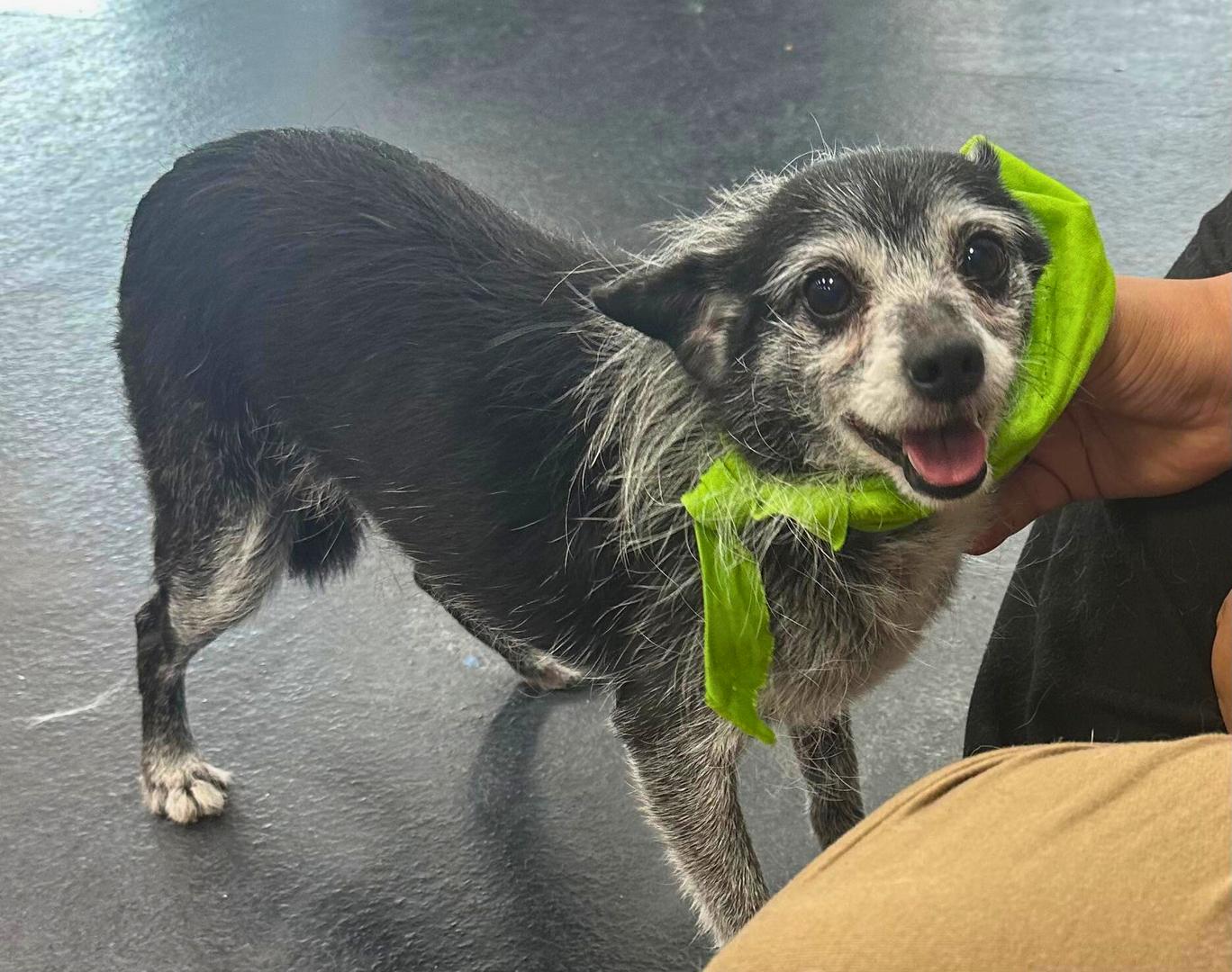 Mickey, Adopted, Senior Male Jack Russell Terrier.