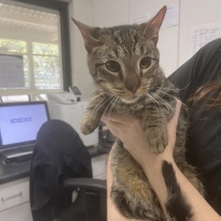 Enlarge Hopper, an adoptable Domestic Short Hair in Athens, GA image 6/6