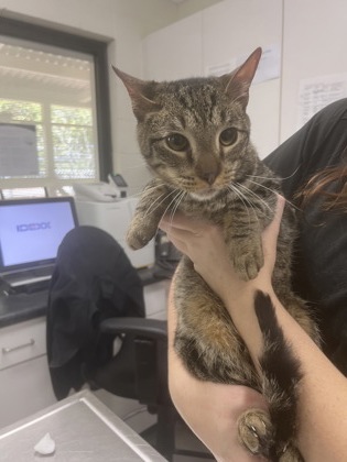 Hopper, a Adoptable Domestic Short Hair in Athens, GA image 3/3