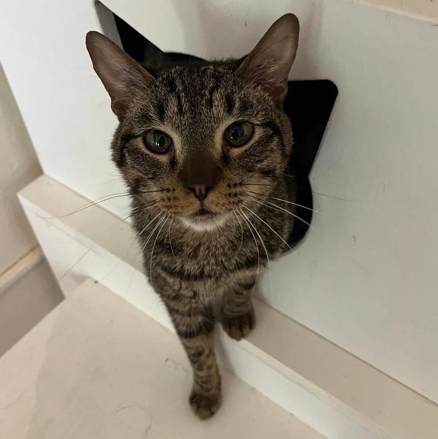 Enlarge Hopper, an adoptable Domestic Short Hair in Athens, GA image 2/6