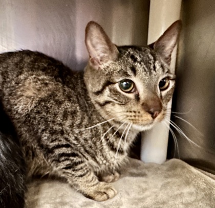 Hopper, a Adoptable Domestic Short Hair in Athens, GA image 1/3