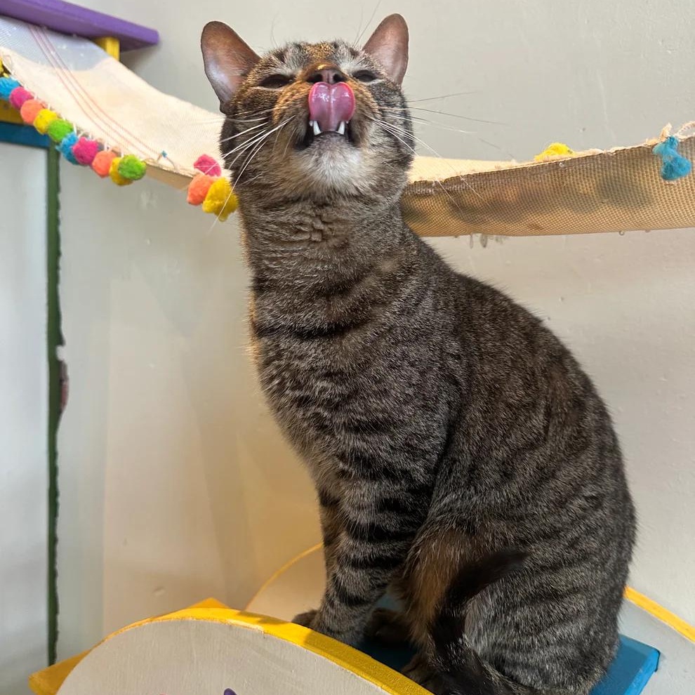 Hopper, an adoptable Domestic Short Hair in Athens, GA image 5/6