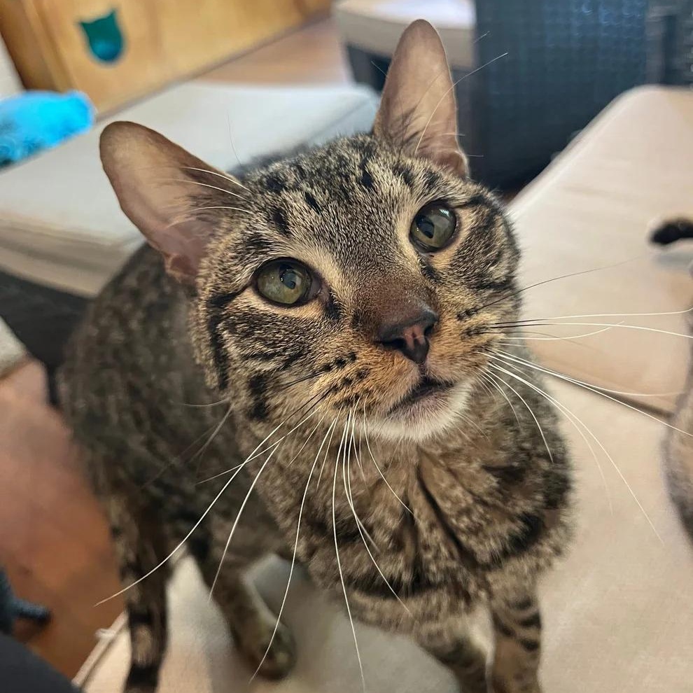 Hopper, adoptable, Adult Male Domestic Short Hair.