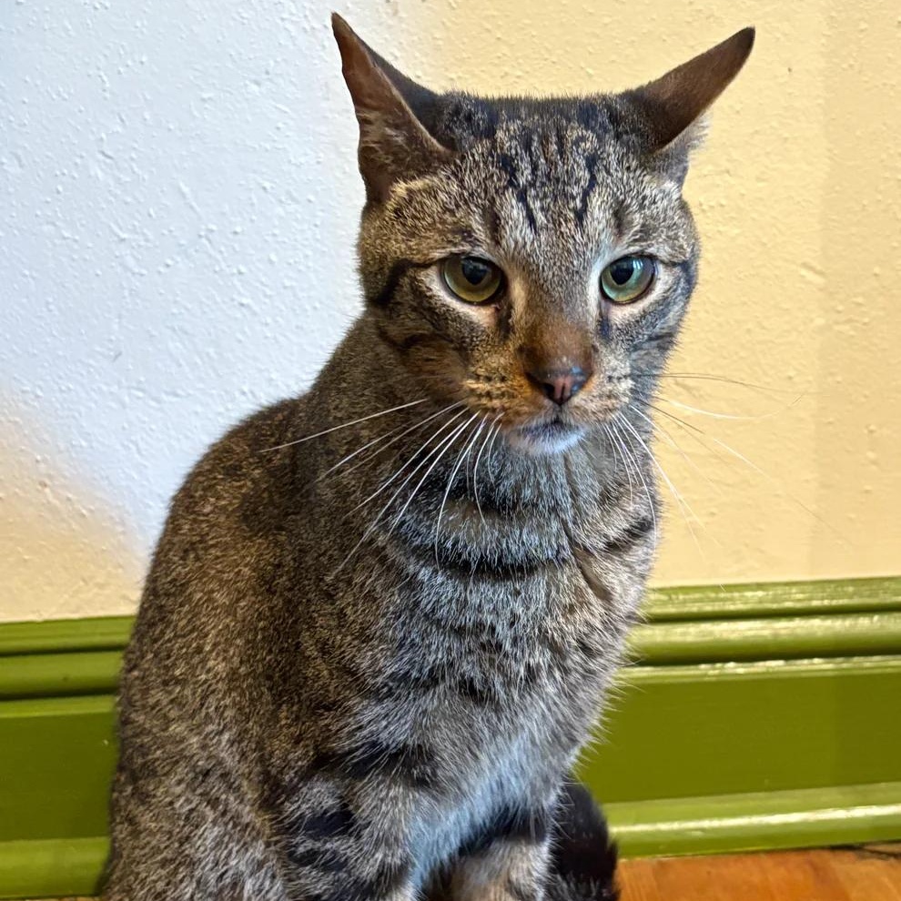 Enlarge Hopper, an adoptable Domestic Short Hair in Athens, GA image 3/6