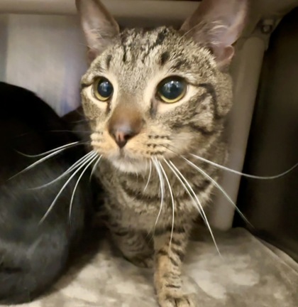 Hopper, Adoptable, Adult Male Domestic Short Hair.