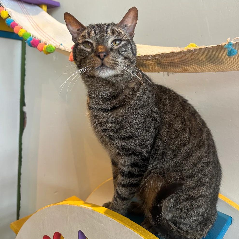 Hopper, adoptable, Adult Male Domestic Short Hair.