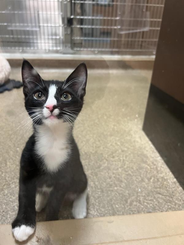 Enlarge Harry Dune, a Adoptable Domestic Medium Hair in Tallahassee, FL image 1/4