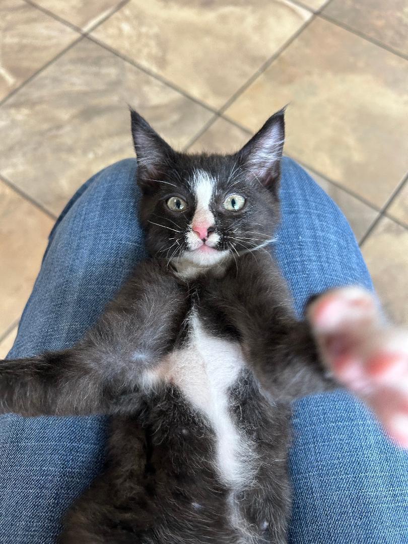 Enlarge Harry Dune, a Adoptable Domestic Medium Hair in Tallahassee, FL image 3/4
