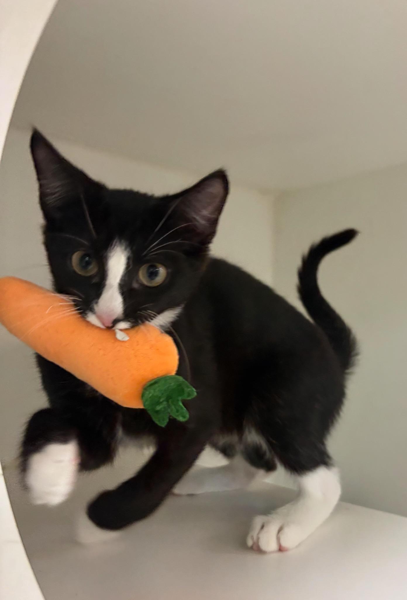 Enlarge Harry Dune, a Adoptable Domestic Medium Hair in Tallahassee, FL image 2/4