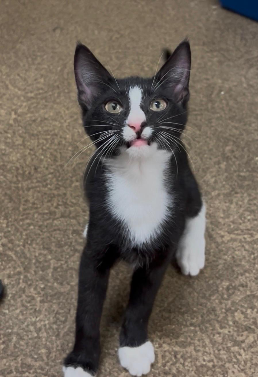 Enlarge Harry Dune, a Adoptable Domestic Medium Hair in Tallahassee, FL image 4/4