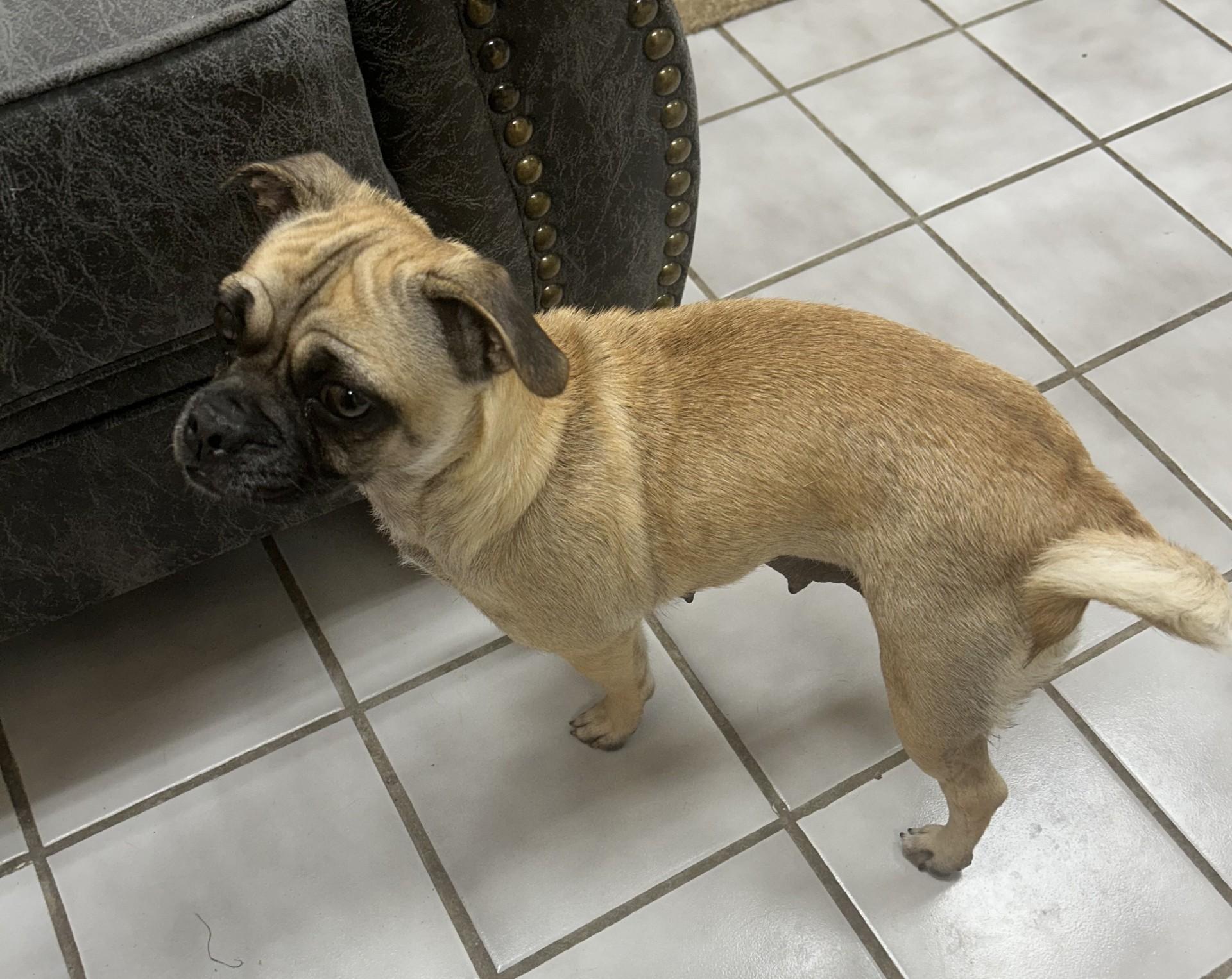 Enlarge MYSTERY, an adopted mixed breed in North Kansas City, MO image 1/1