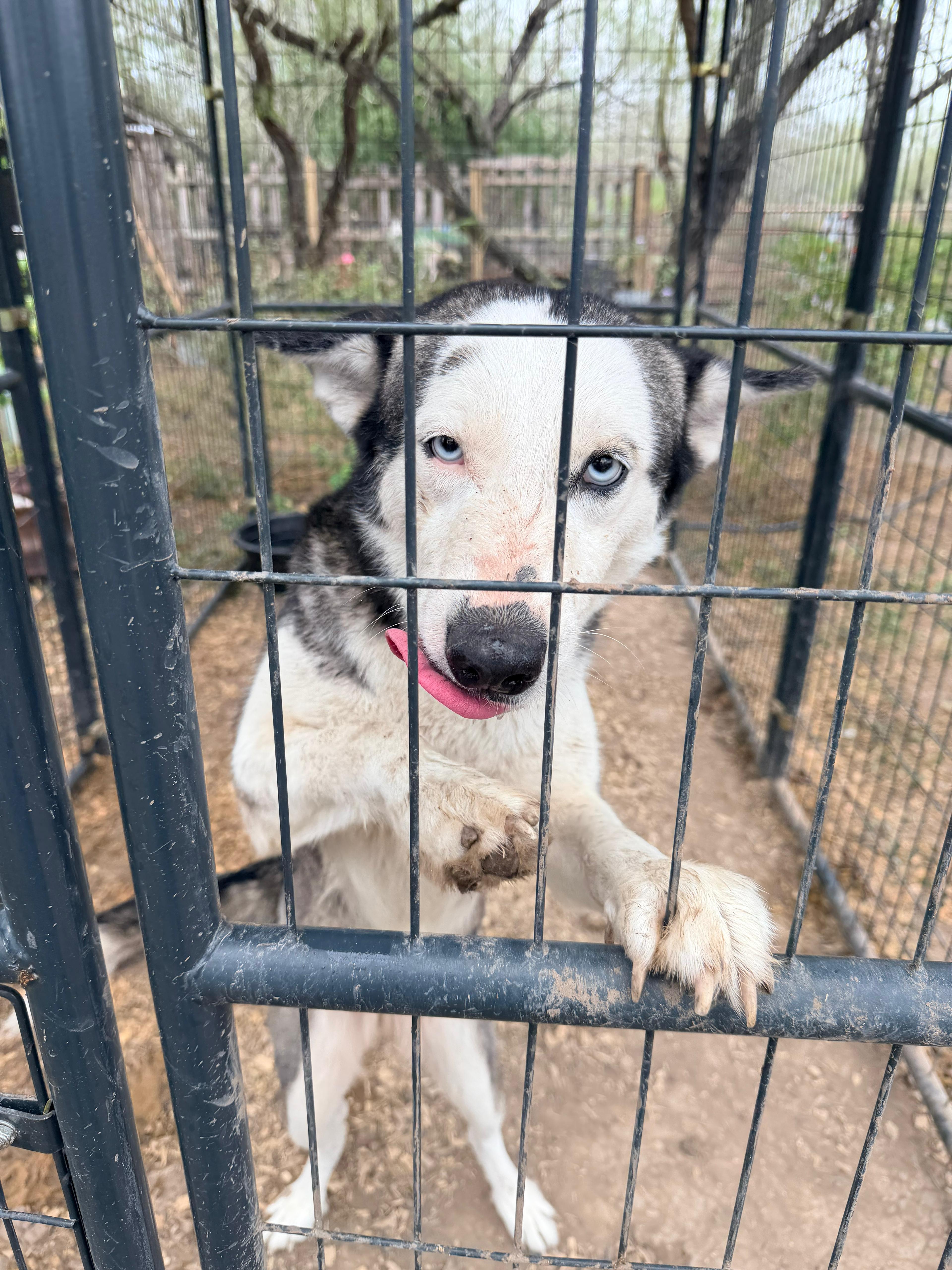 Lolly, a Adoptable Siberian Husky in New Braunfels, TX image 2/3