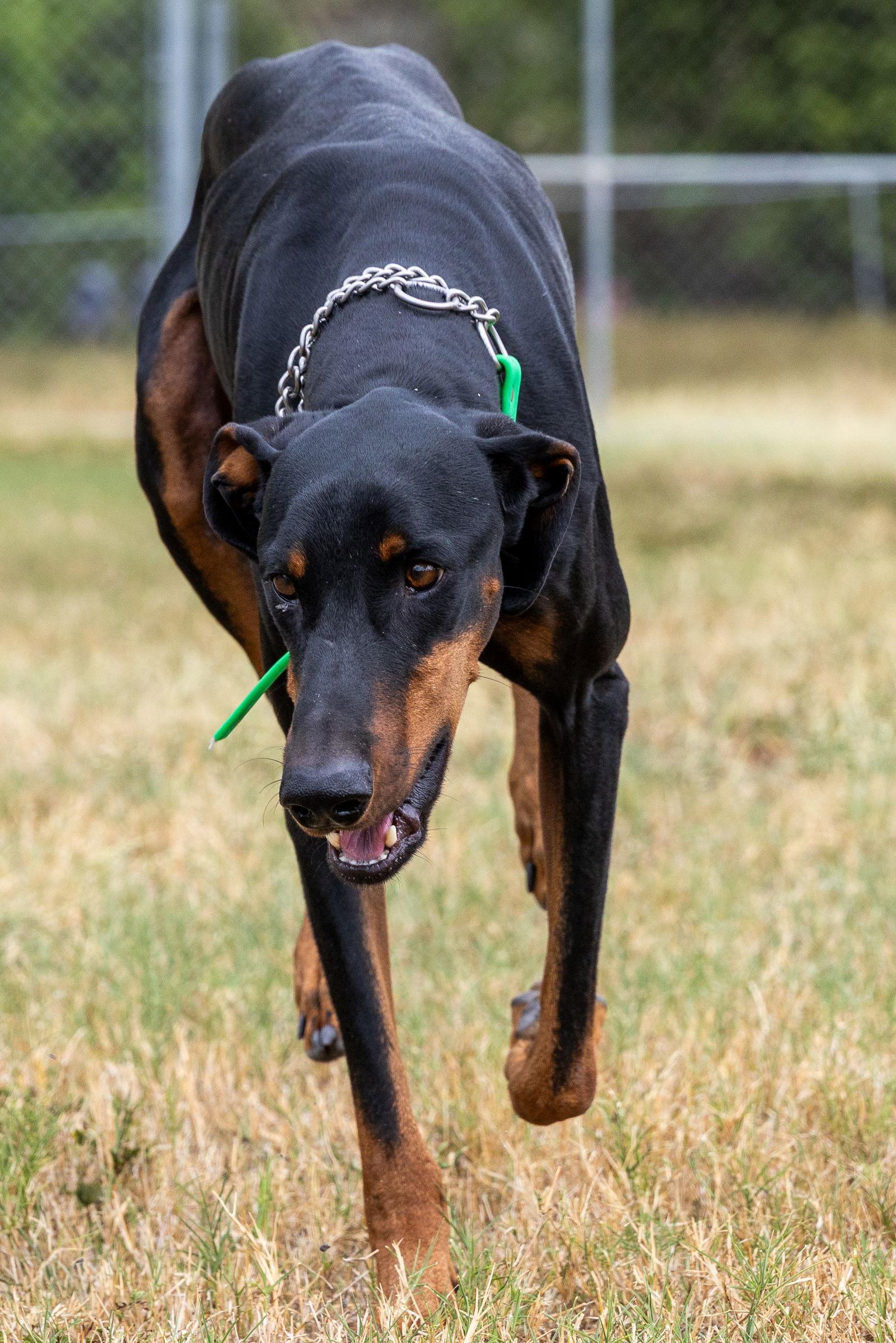 Jack, Adoptable, Young Male Doberman Pinscher.