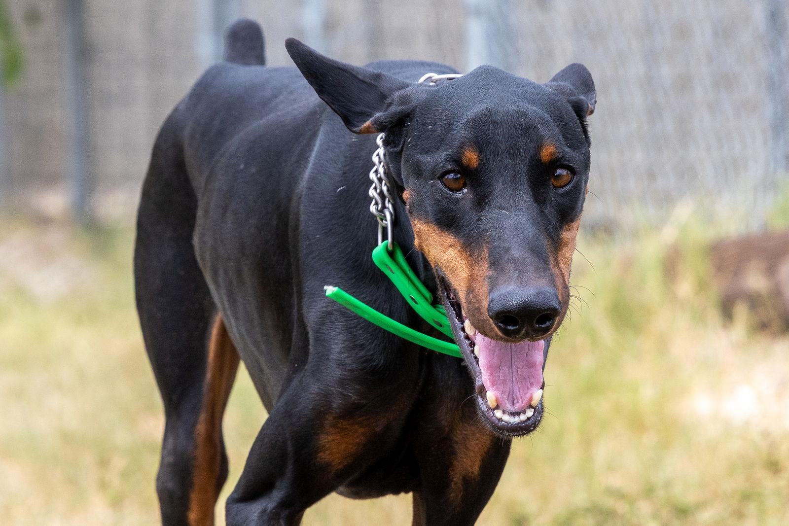 Enlarge Jack, a Adoptable Doberman Pinscher in San Antonio, TX image 2/3