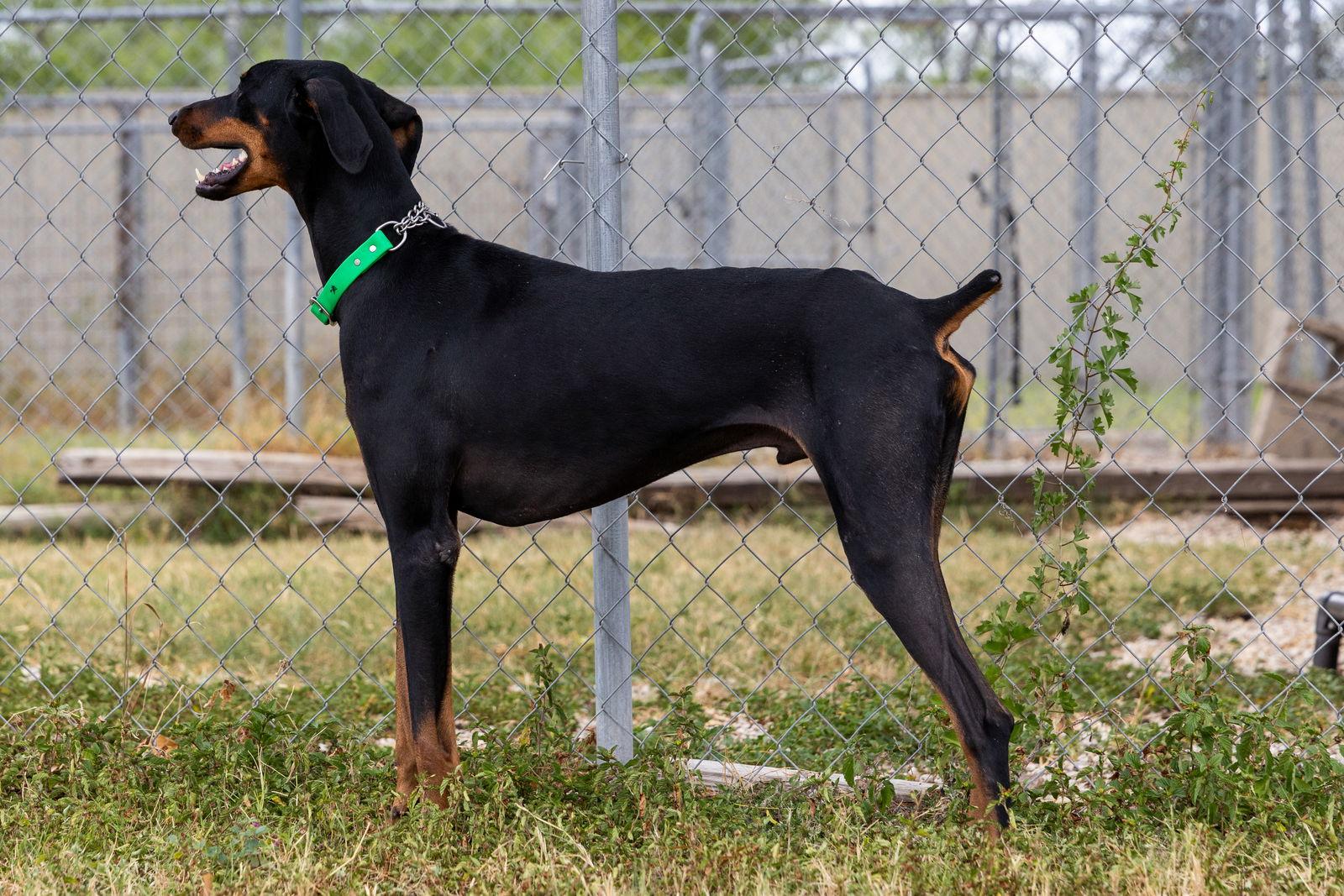 Enlarge Jack, a Adoptable Doberman Pinscher in San Antonio, TX image 3/3