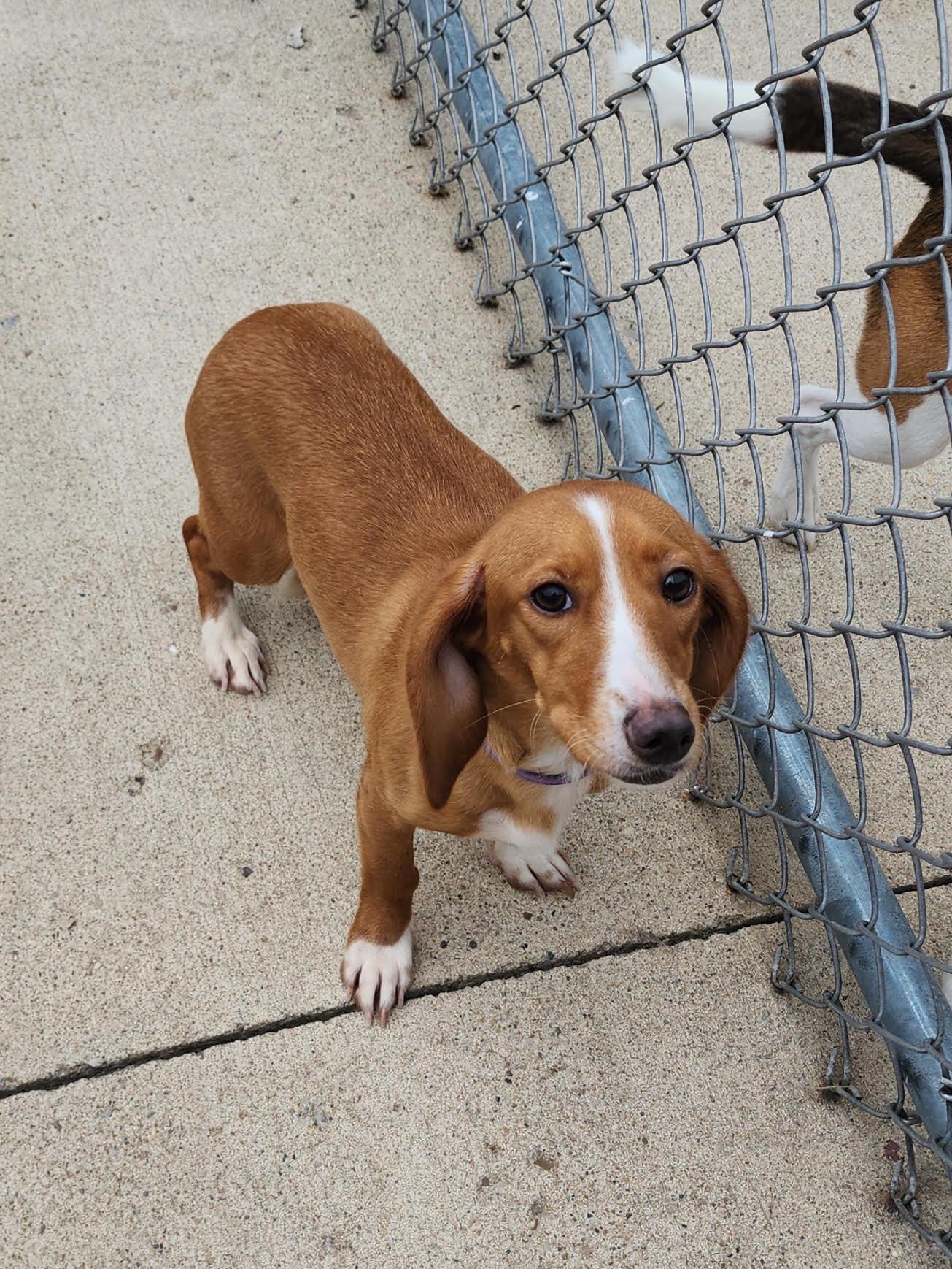 Birdie, adopted, Adult Female Dachshund.