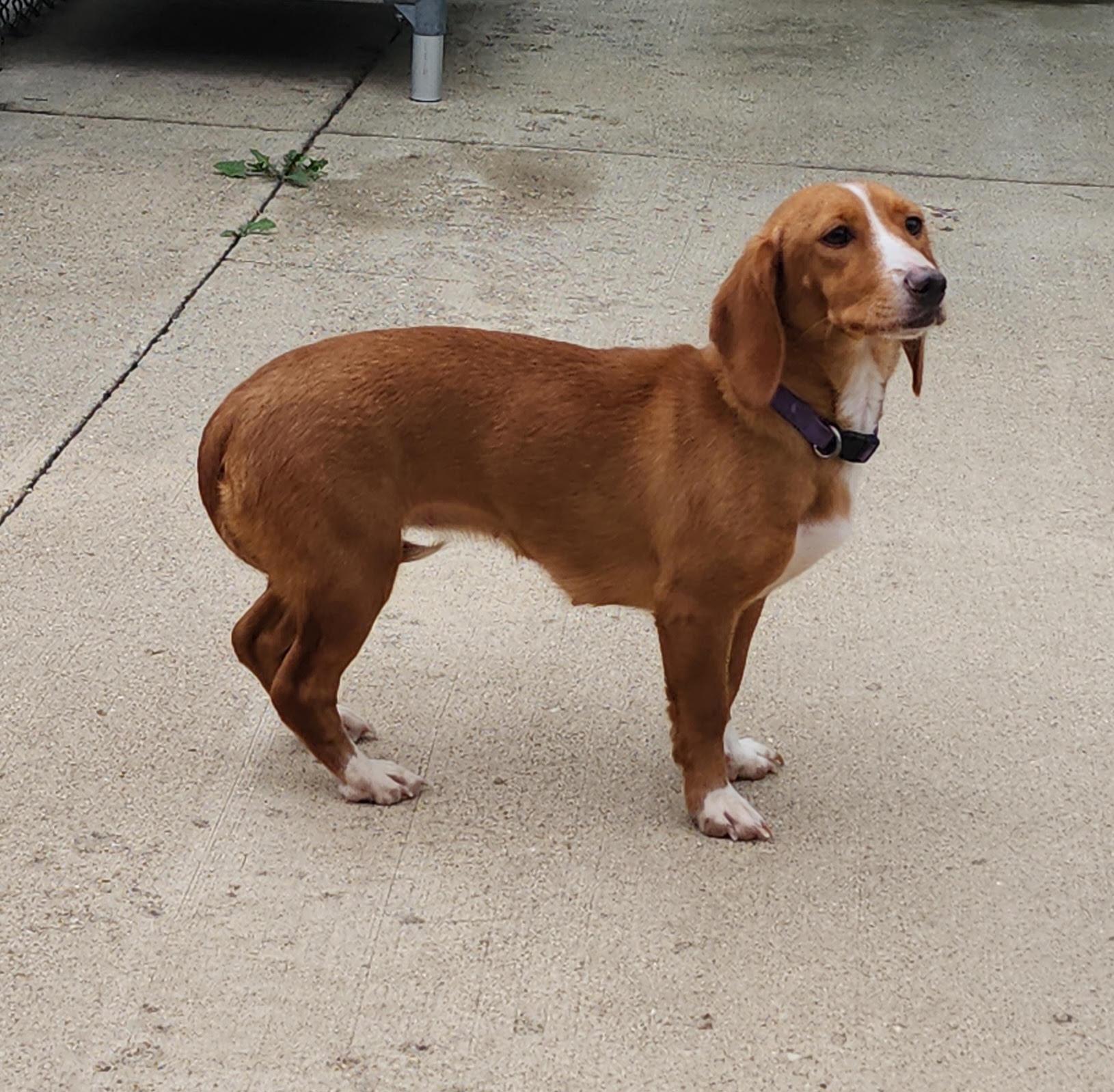 Birdie, an adopted mixed breed in Fairfield, IA image 2/2