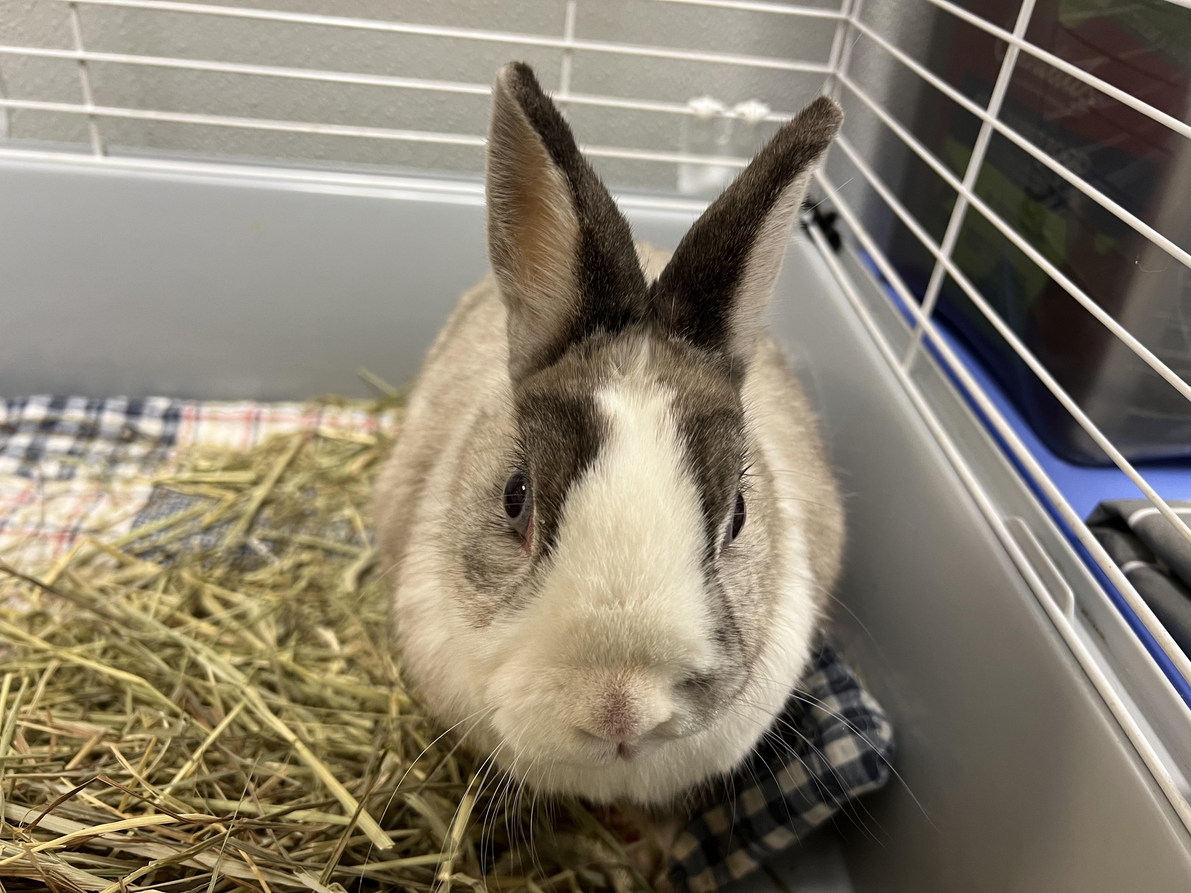Suzy, ADOPTABLE, Adult Female Netherland Dwarf.
