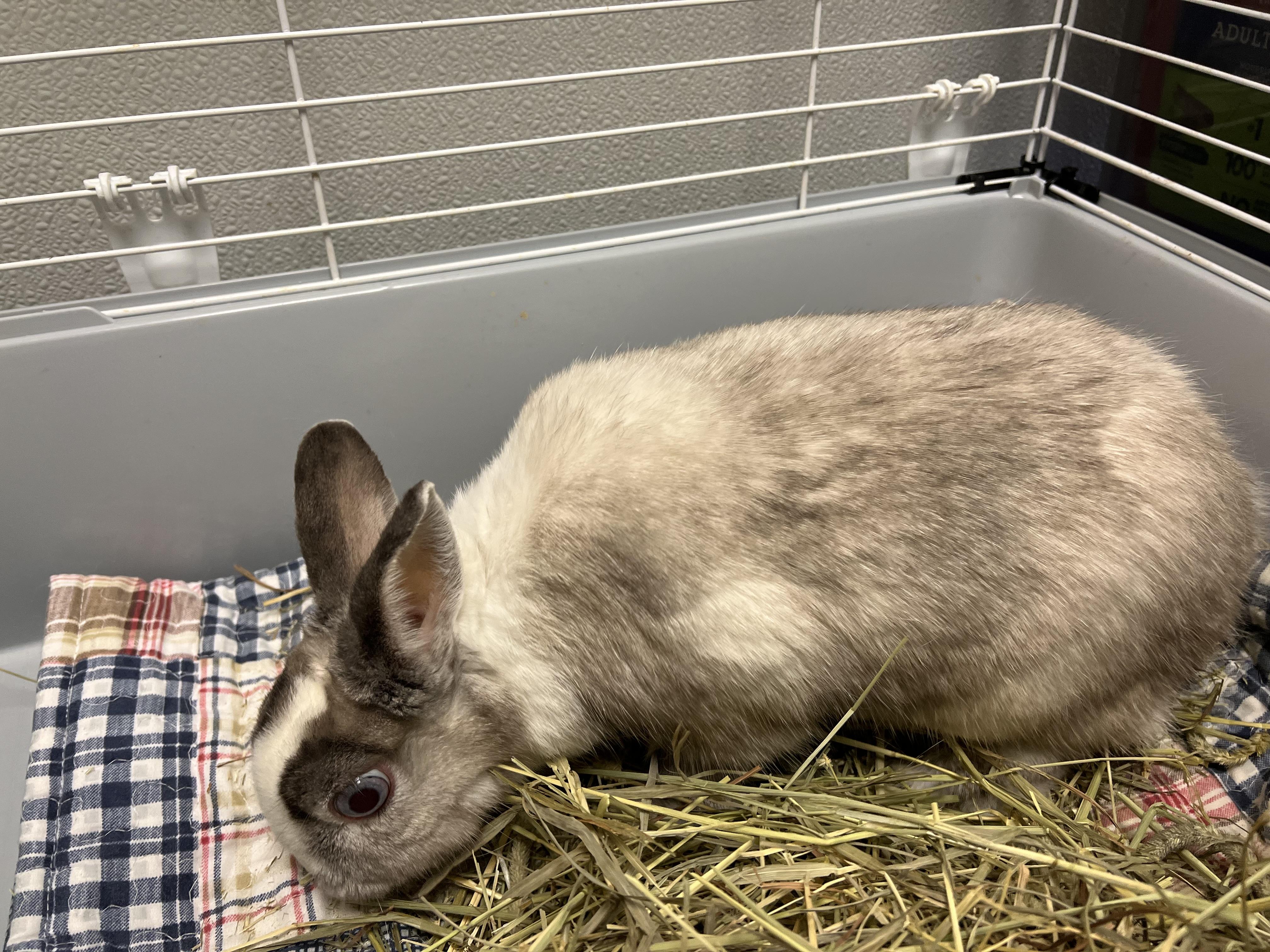 Enlarge Suzy, a ADOPTABLE Netherland Dwarf in Montville, NJ image 2/3