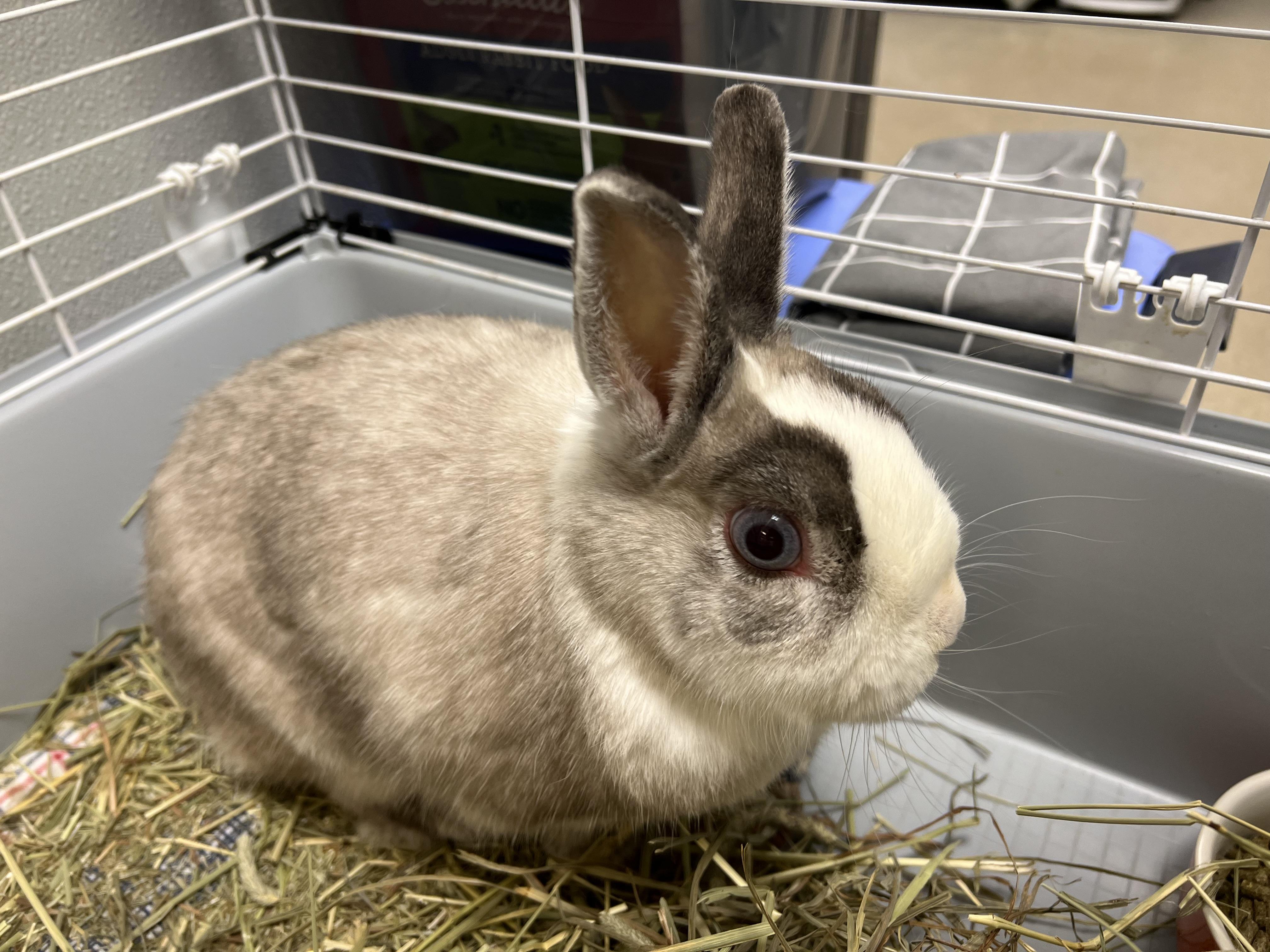 Suzy, ADOPTABLE, Adult Female Netherland Dwarf.