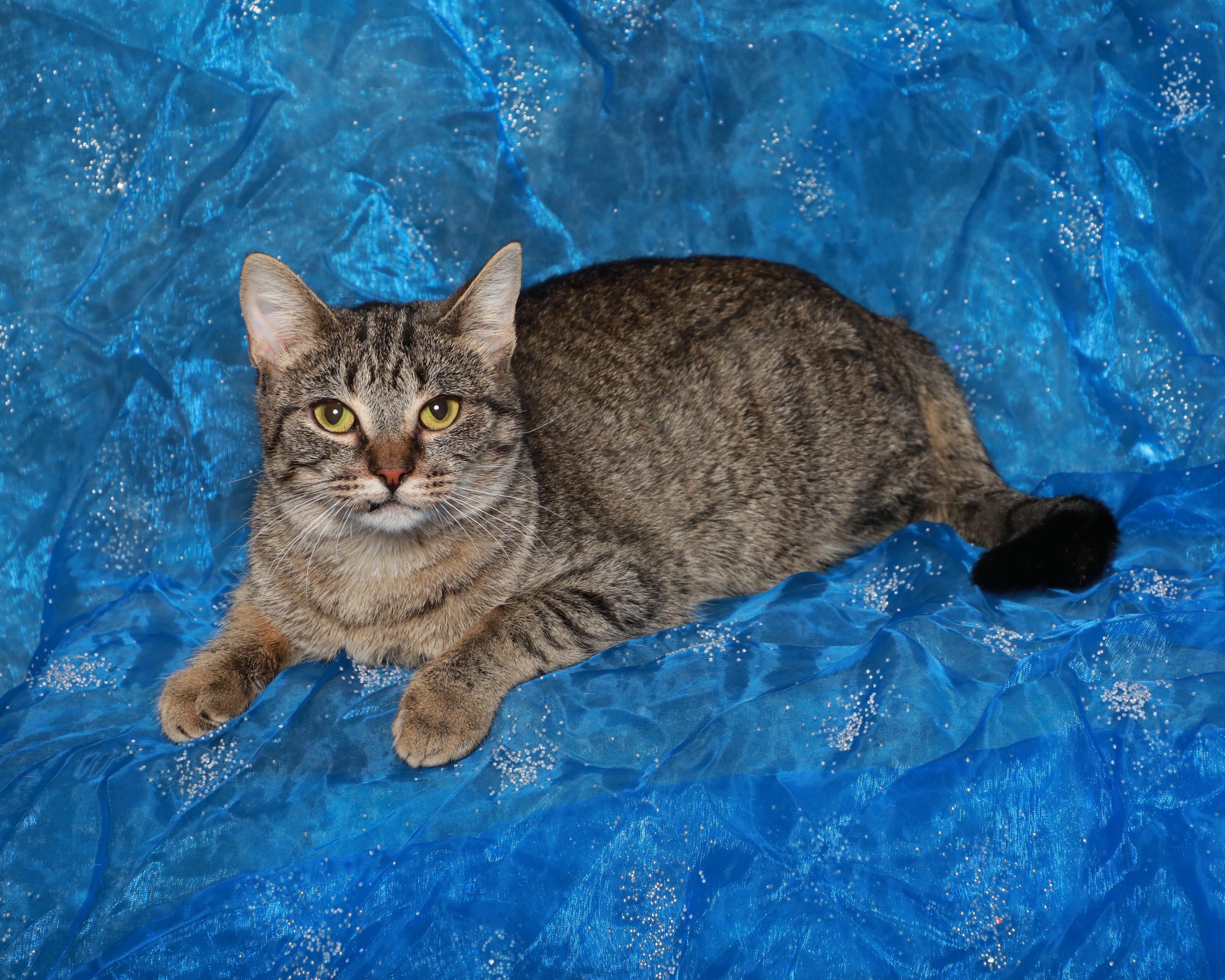 Enlarge Rebecca, a Adoptable Domestic Short Hair in Rock Falls, IL image 1/3