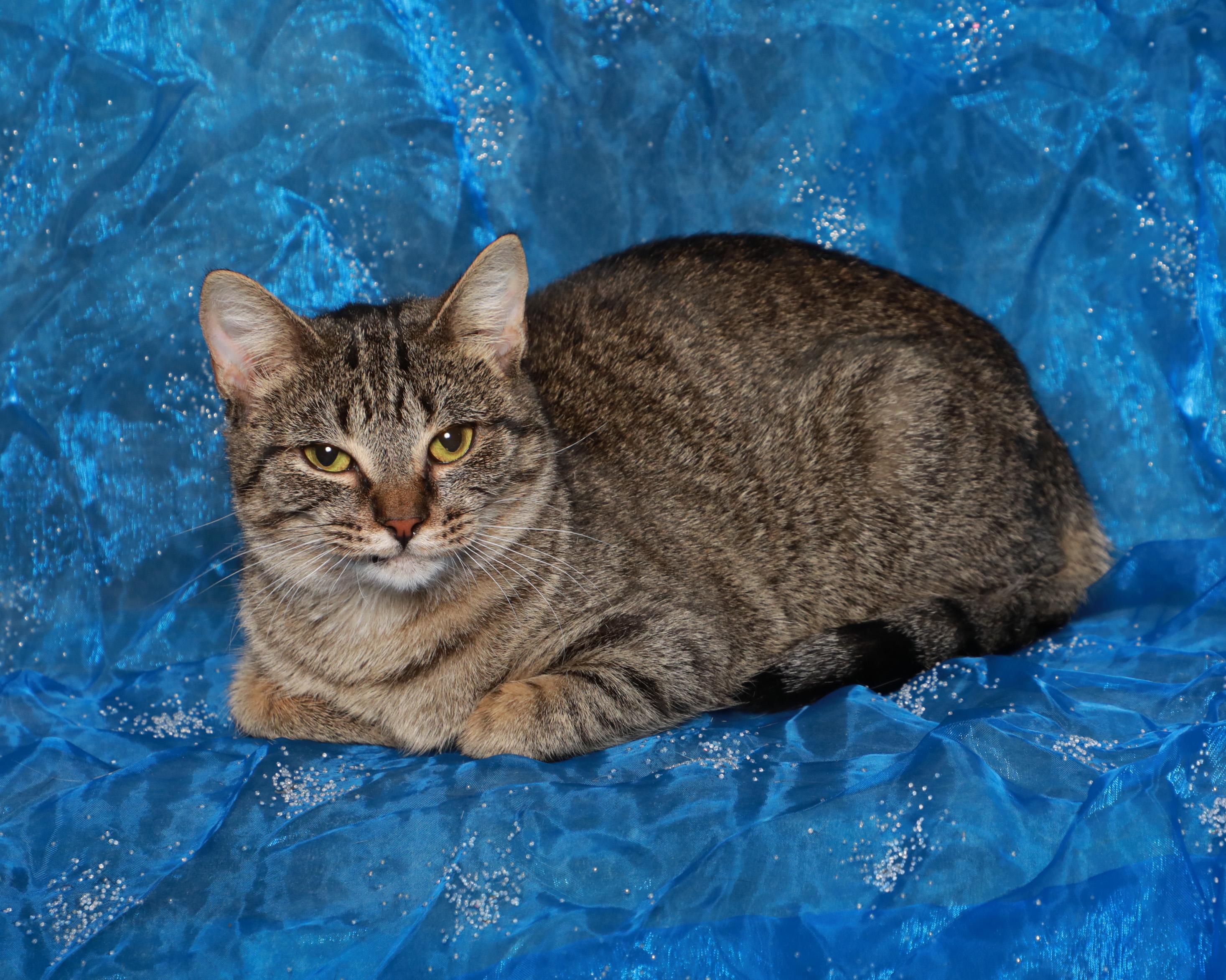 Enlarge Rebecca, a Adoptable Domestic Short Hair in Rock Falls, IL image 3/3