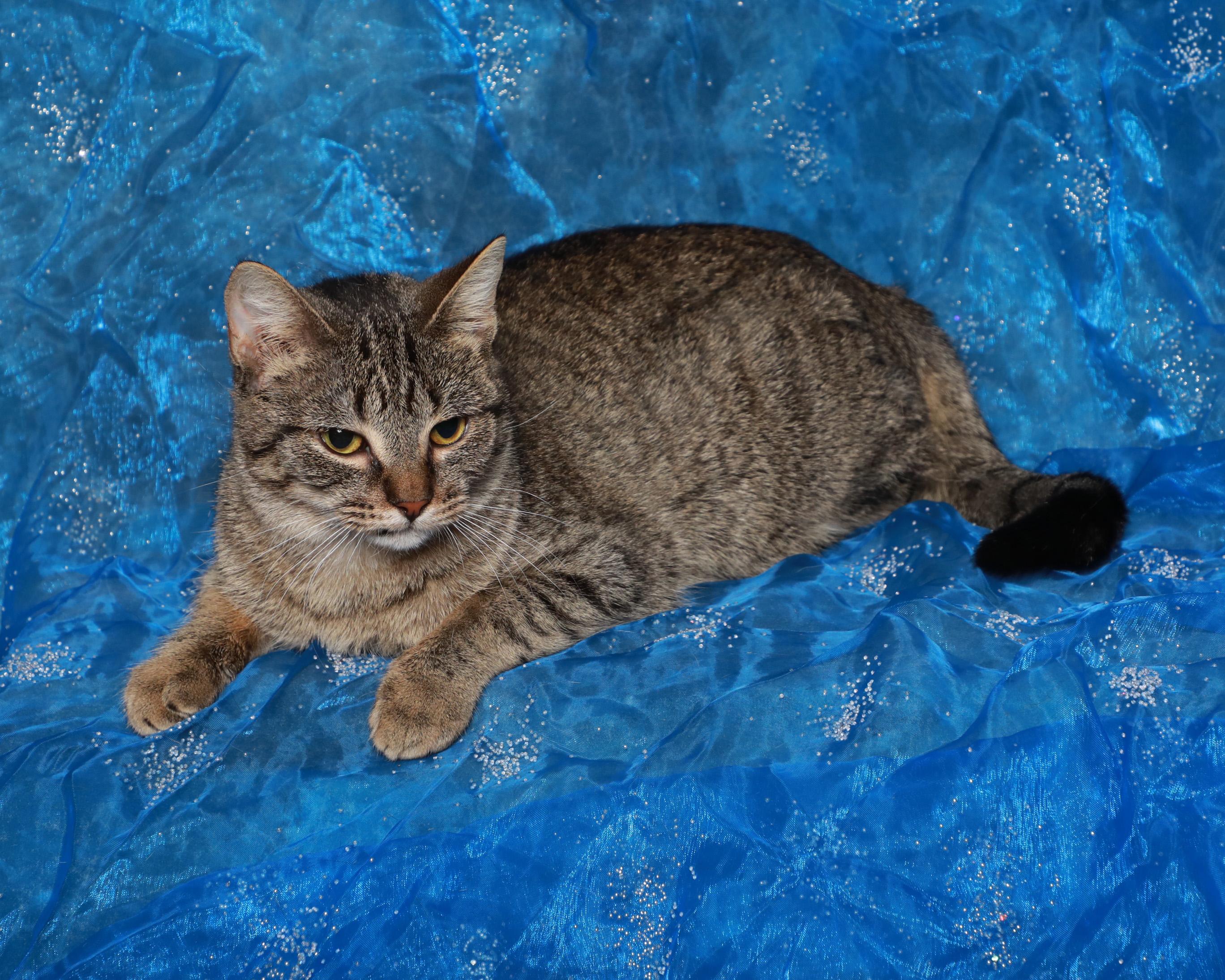 Enlarge Rebecca, a Adoptable Domestic Short Hair in Rock Falls, IL image 2/3